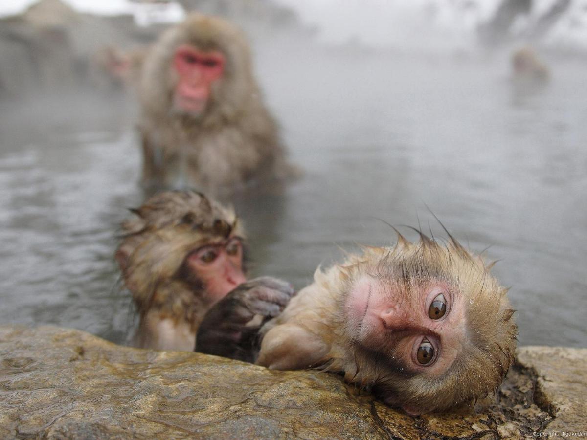 Togari Onsen Alpen Plaza Hotel Iiyama Bagian luar foto